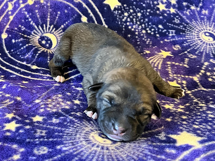chinook puppy